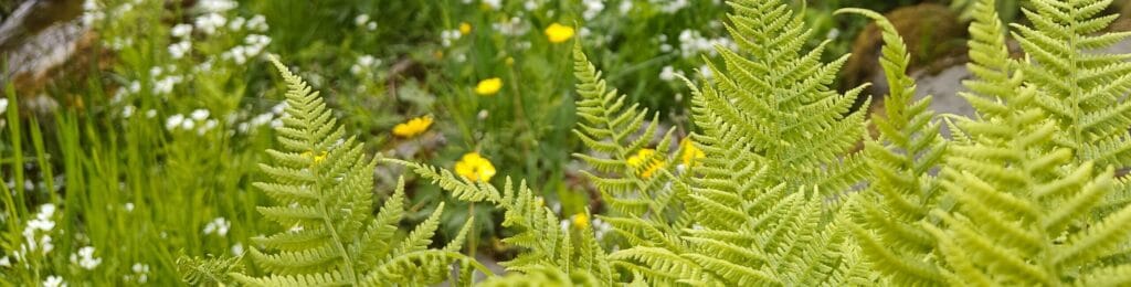 Kadriorg Park in Tallinn- ferns and stones.